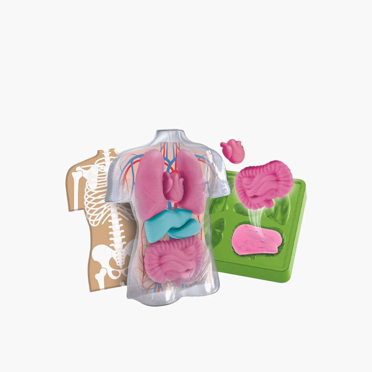 Clementoni Anatomy Squishy