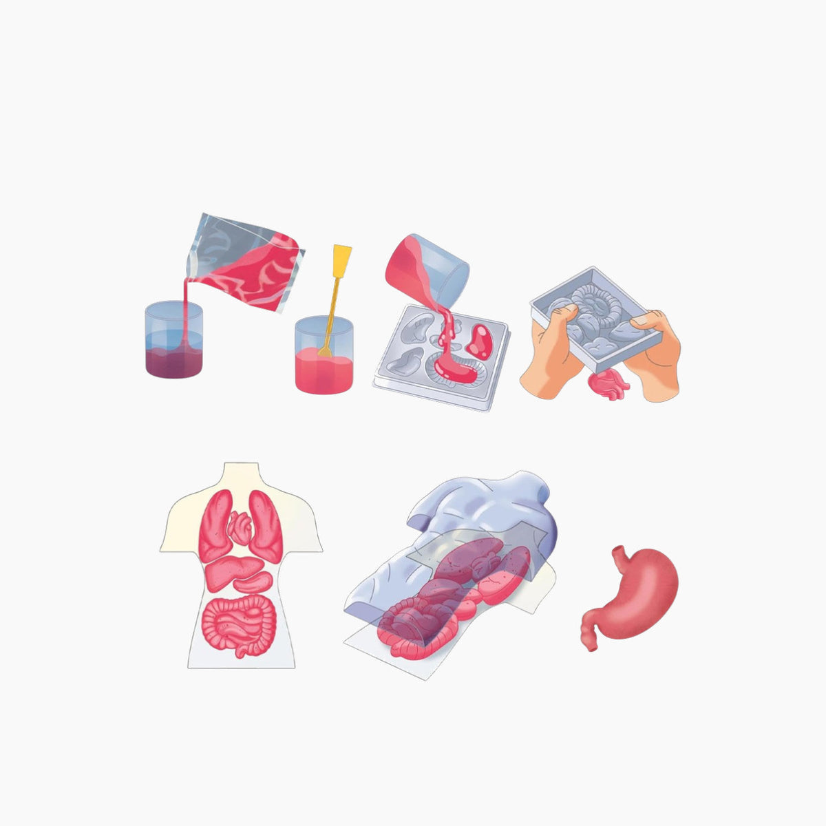 Clementoni Anatomy Squishy