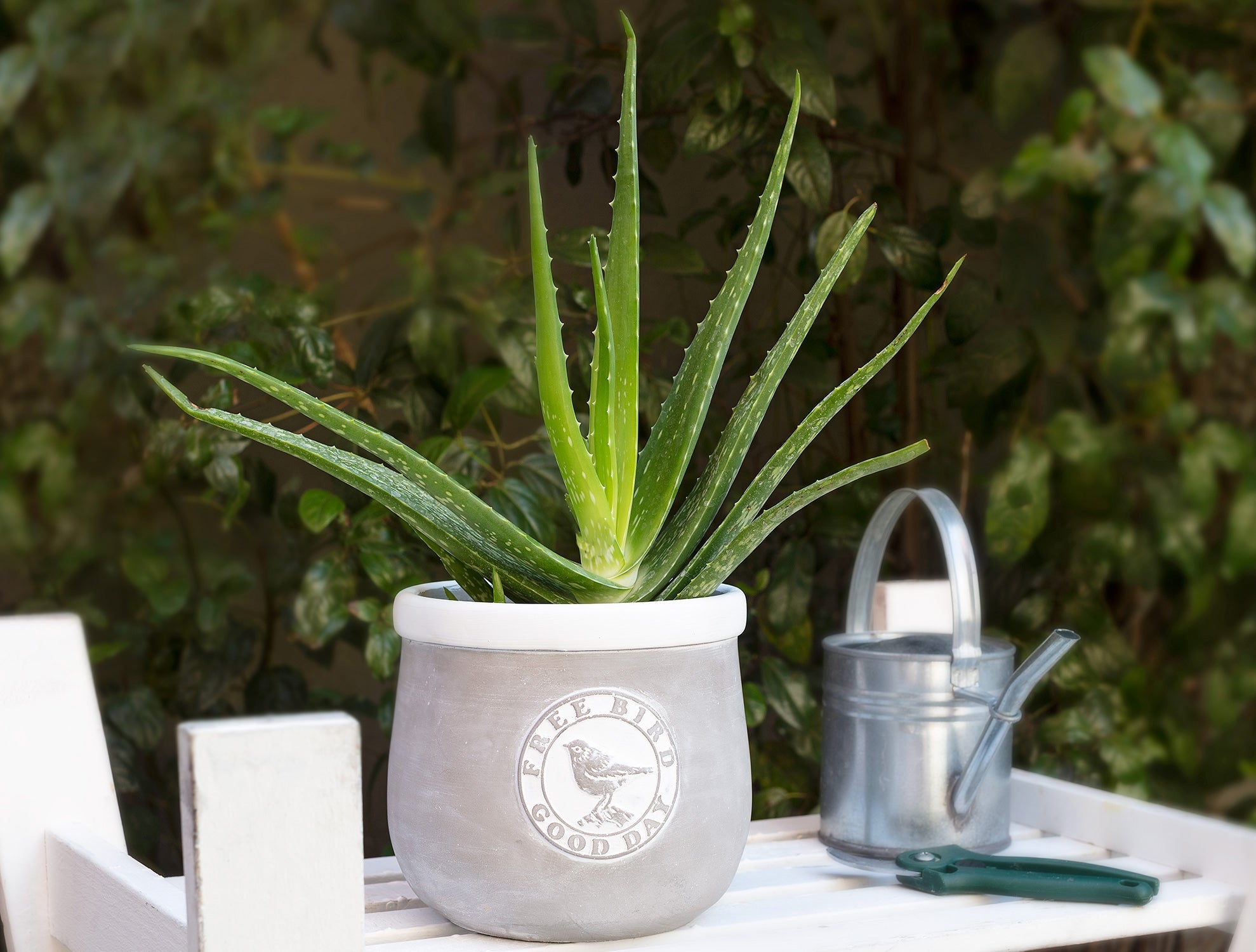 Aimé Large Pot - Madame Coco JO