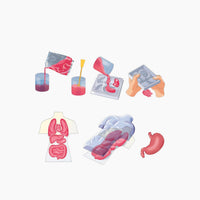 Clementoni Anatomy Squishy
