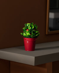 Nathan Potted Flower - Madame Coco JO
